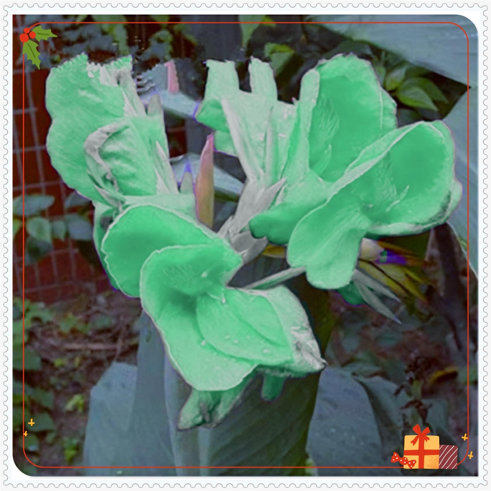 Perennial,Giant Canna Lily Bulbs, Hardy, Professional for Beautiful Garden Displays-1 Bulb-E