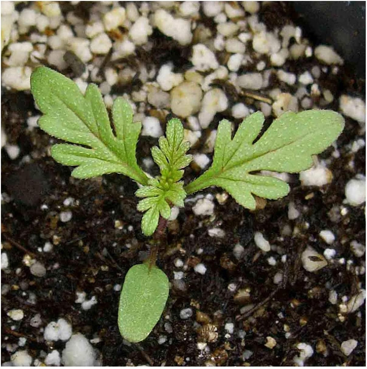 Everwilde Farms - 1/4 Lb Moss Verbena Wildflower Seeds - Gold Vault