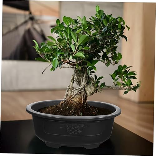 Miniatura 6 de Angoily 2 macetas de entrenamiento para bonsái, maceta de plástico de 15 pulgadas con bandeja de drenaje, maceta ovalada para decoración de