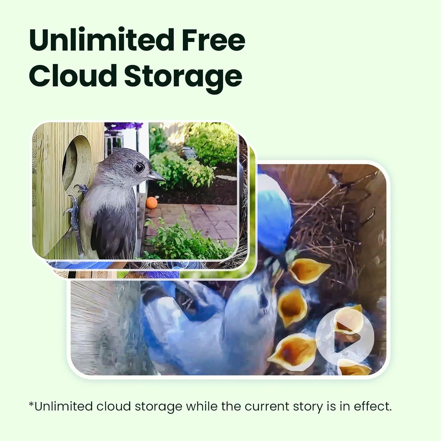 Birdfy Smart Bird House cloud storage