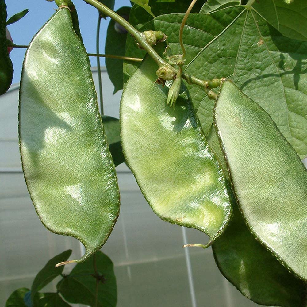 Golden Hills Farm hybrid Capparada-Avare, Avare, Avare Baele Seeds - Dolichos Beans 50+ seeds (B096SRFF19) Amazon Price History, Amazon Price Tracker