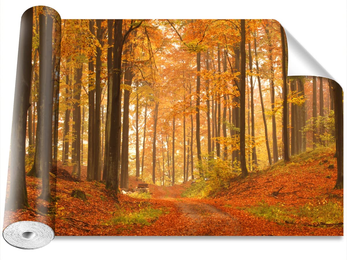 Papier peint forêt en automne pour masquer un grand mur vide et agrandir votre pièce