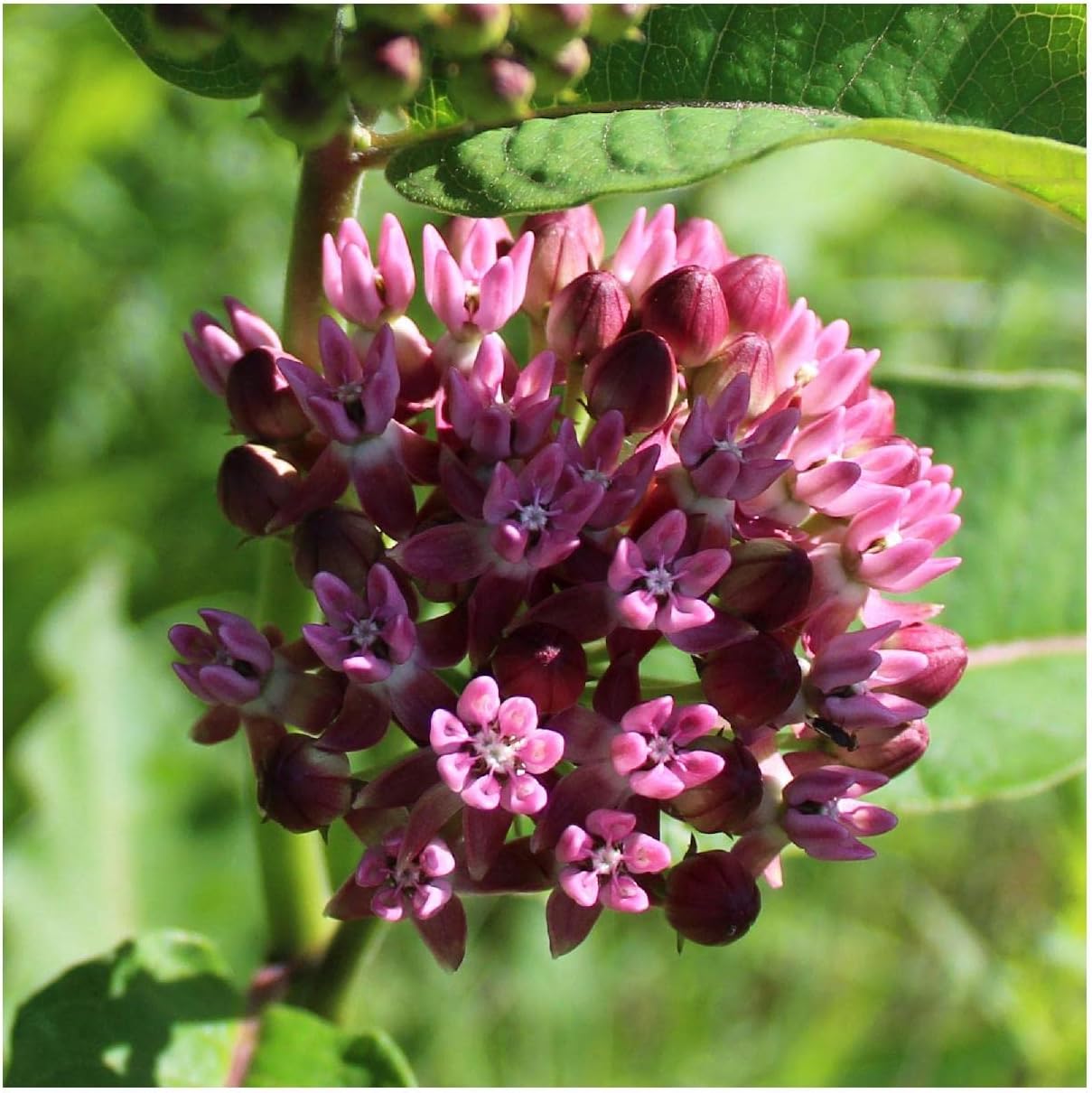 Everwilde Farms - 1/4 Lb Prairie Milkweed Native Wildflower Seeds - Gold Vault