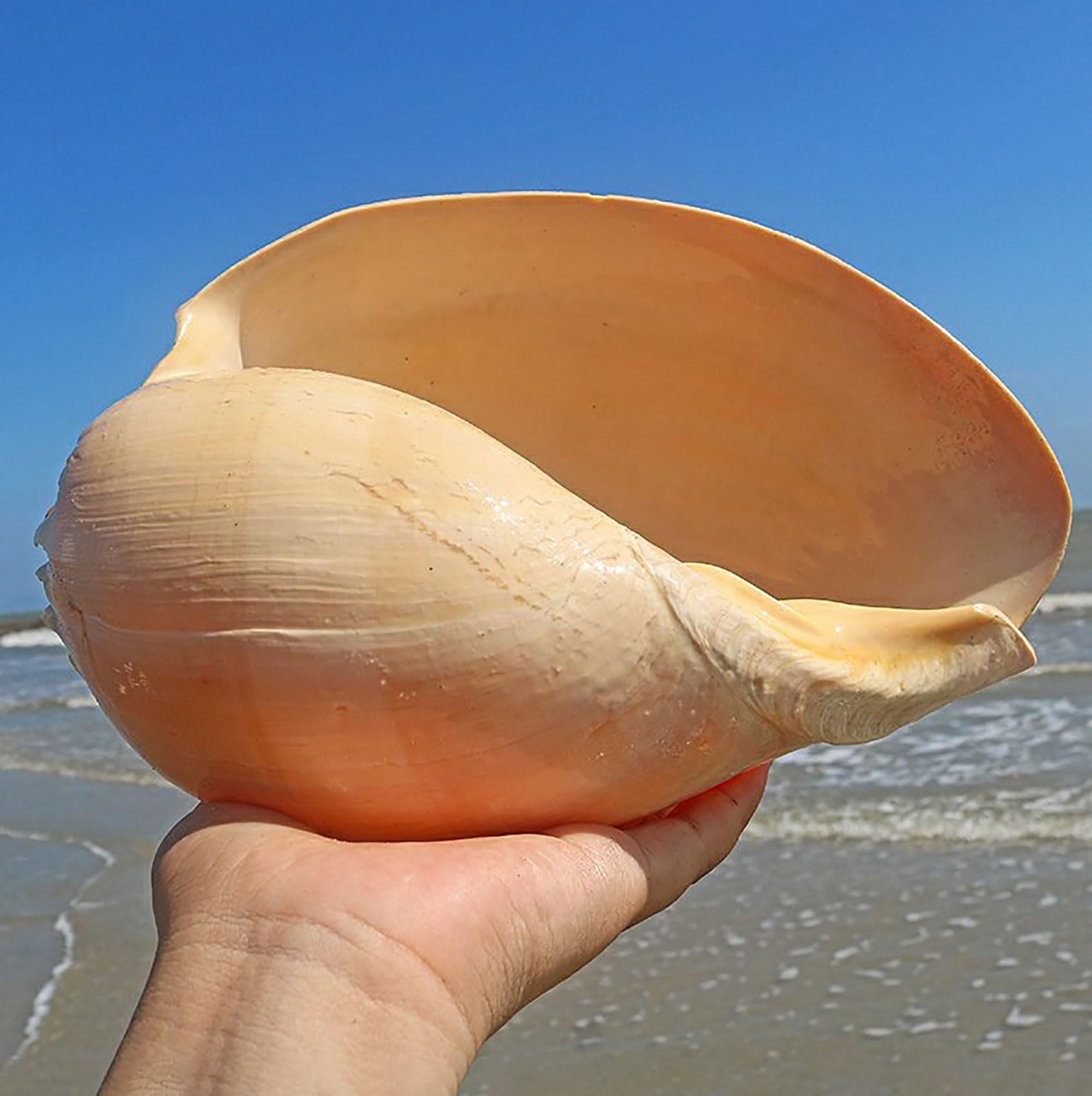 COYOUCO Conchiglie Naturali, Conchiglie giganti da Spiaggia Ottimo per Acquario Decorazione di Nozze Festa a Tema Spiaggia Decorazioni per la casa Artigianato Fai-da-Te Piante d'Aria,F
