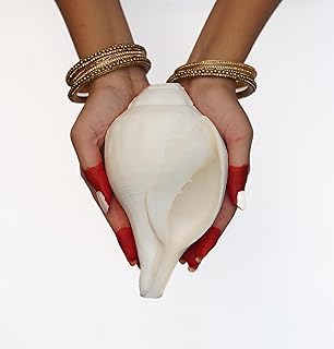 KALARI WARRIORS 100% Natural Blowing Vishnu Shankh|12-13 inches in Round|L: 8-8.5 inches|W: 900-1200 GMS|No Chemical|No Carving|No Mouthpiece|Heavy Weight|Original Big Calcium White Conch Shell-picture-26