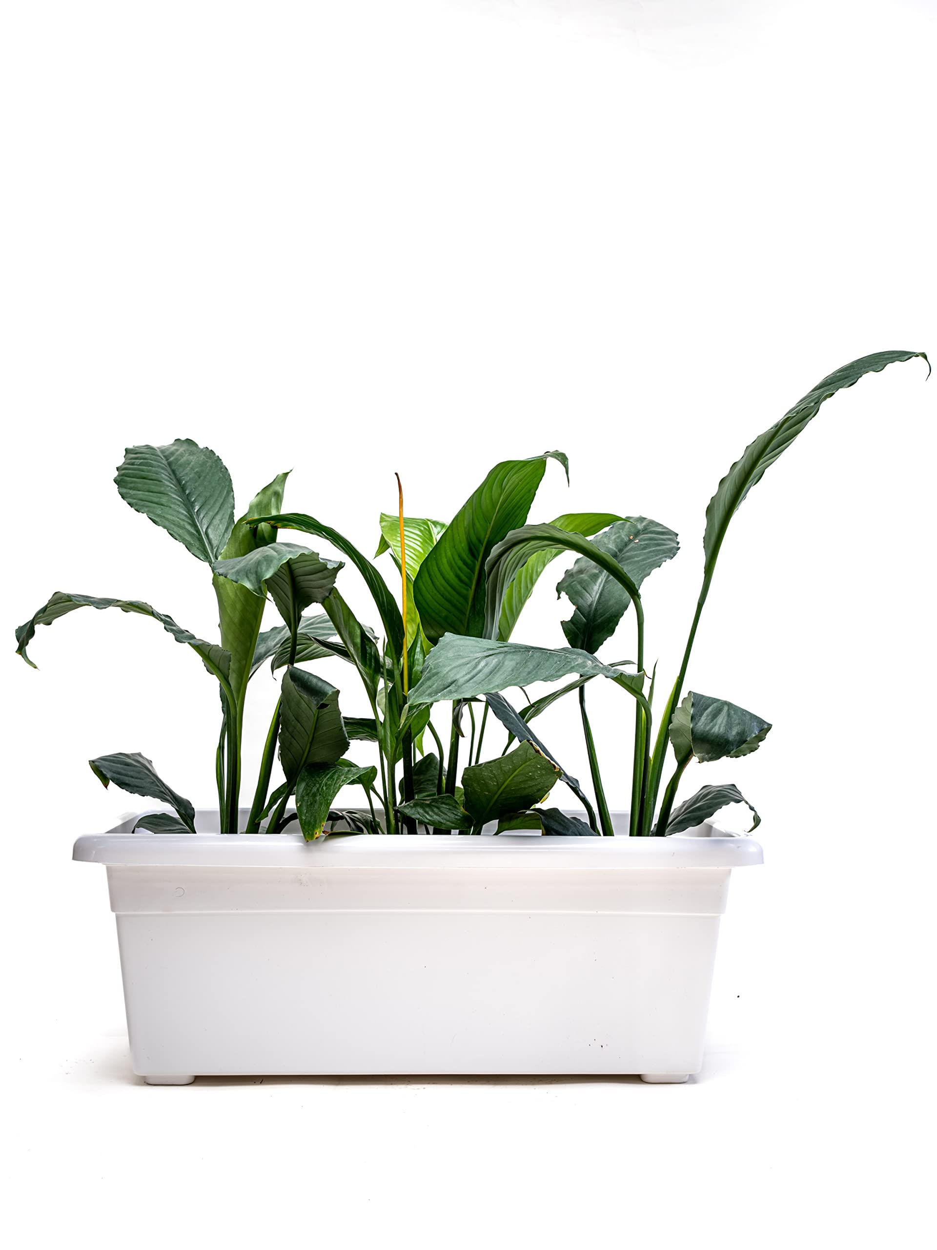 See full amazon price history chart for Nested Greens - Jupiter Window Planter | Window Plant Container 9 x 24 Inch | 9 inch Window Planter | Flower Plant Pot for Window Balcony Terrace (Plant Not Included) (White) Nested Greens - Jupiter Window Planter | Window Plant Container 9 x 24 Inch | 9 inch Window Planter | Flower Plant Pot for Window Balcony Terrace (Plant Not Included) (White) (B0BNBHQNB2) Amazon Price History, Amazon Price Tracker