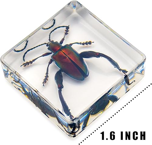 Miniatura 4 de Juego de 6 muestras de insectos de resina, mariposa, escarabajo de rana joya, polilla de seda, chafer, chafer, chinche, avispa, juguete educativo