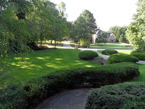 Miniatura 5 de StarPro Greens SPG-70 Centipede de de 1.5 pulgadas de altura con césped artificial Ultra-Flo $2.77sq.ft. (Tamaño de golpe abajo) (20 pies x 15 pies