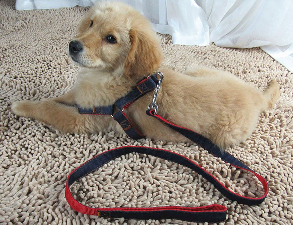 BAO CORE Pets Dogs 1.2 Meters No-Pull Leads Leash and Harness Vest Set Adjustable for Small Medium Large Heavy duty Pet Dogs Training Walking, Red, M