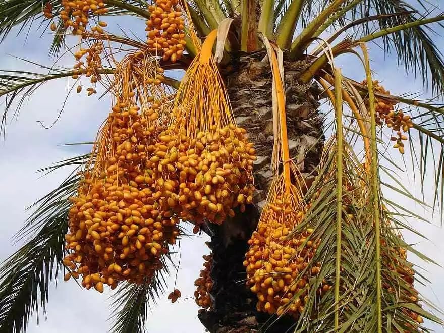 Amazon.com : Medjool Date Palm Tree Seeds - Phoenix Dactylifera - 10 Seeds  for Growing Edible Fruit : Patio, Lawn & Garden
