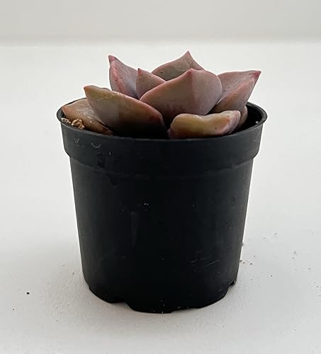 Miniatura 5 de Sprout N Green Graptopetalum - Caramelo de arcoíris, planta suculenta viva rara totalmente enraizada en maceta de 2 pulgadas, decoración de boda en