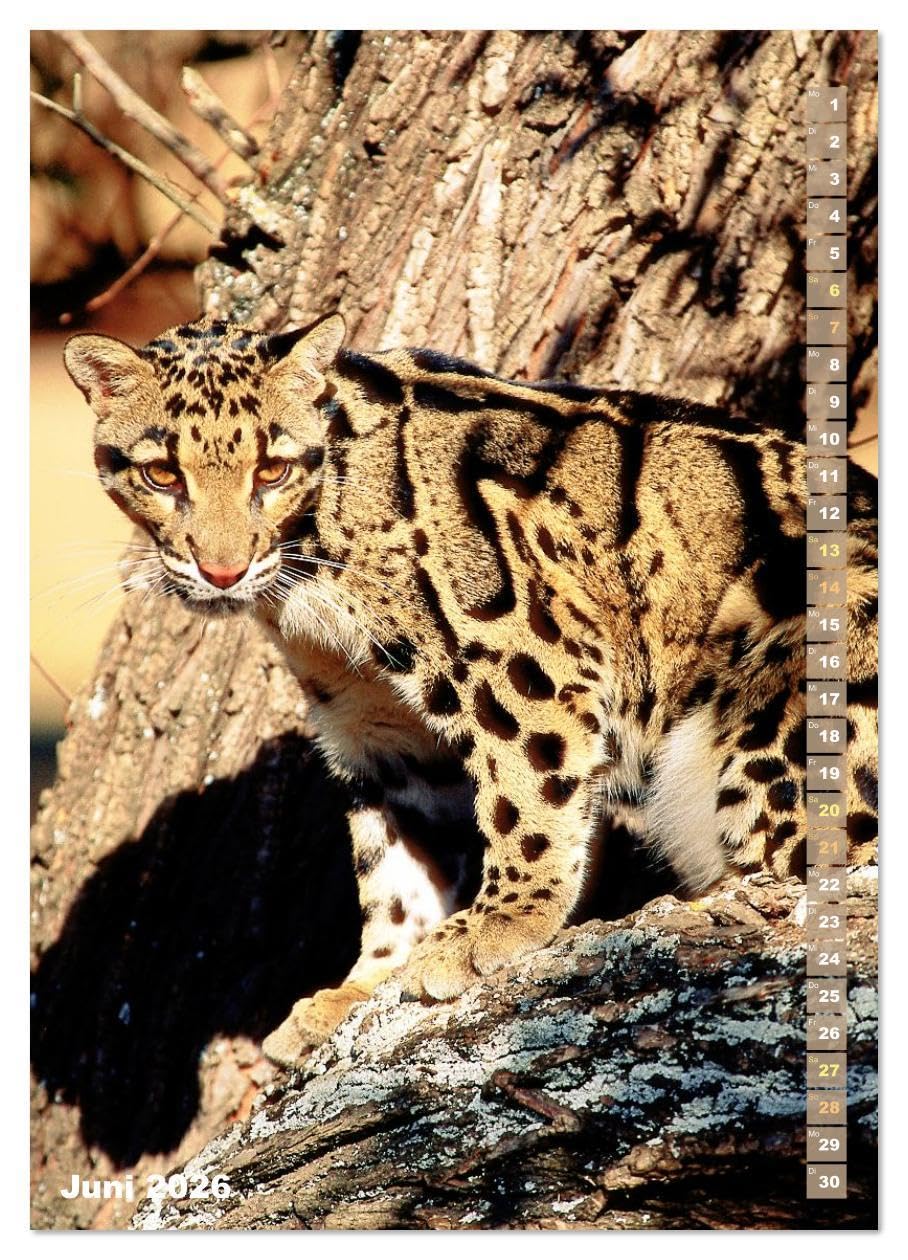 Raubkatzen: Die Jäger auf leisen Pfoten (hochwertiger Premium Wandkalender 2026 DIN A2 hoch), Kunstdruck in Hochglanz: Sprungkraft, Eleganz und Schönheit: Jaguar, Löwe und Tiger (CALVENDO Tiere)