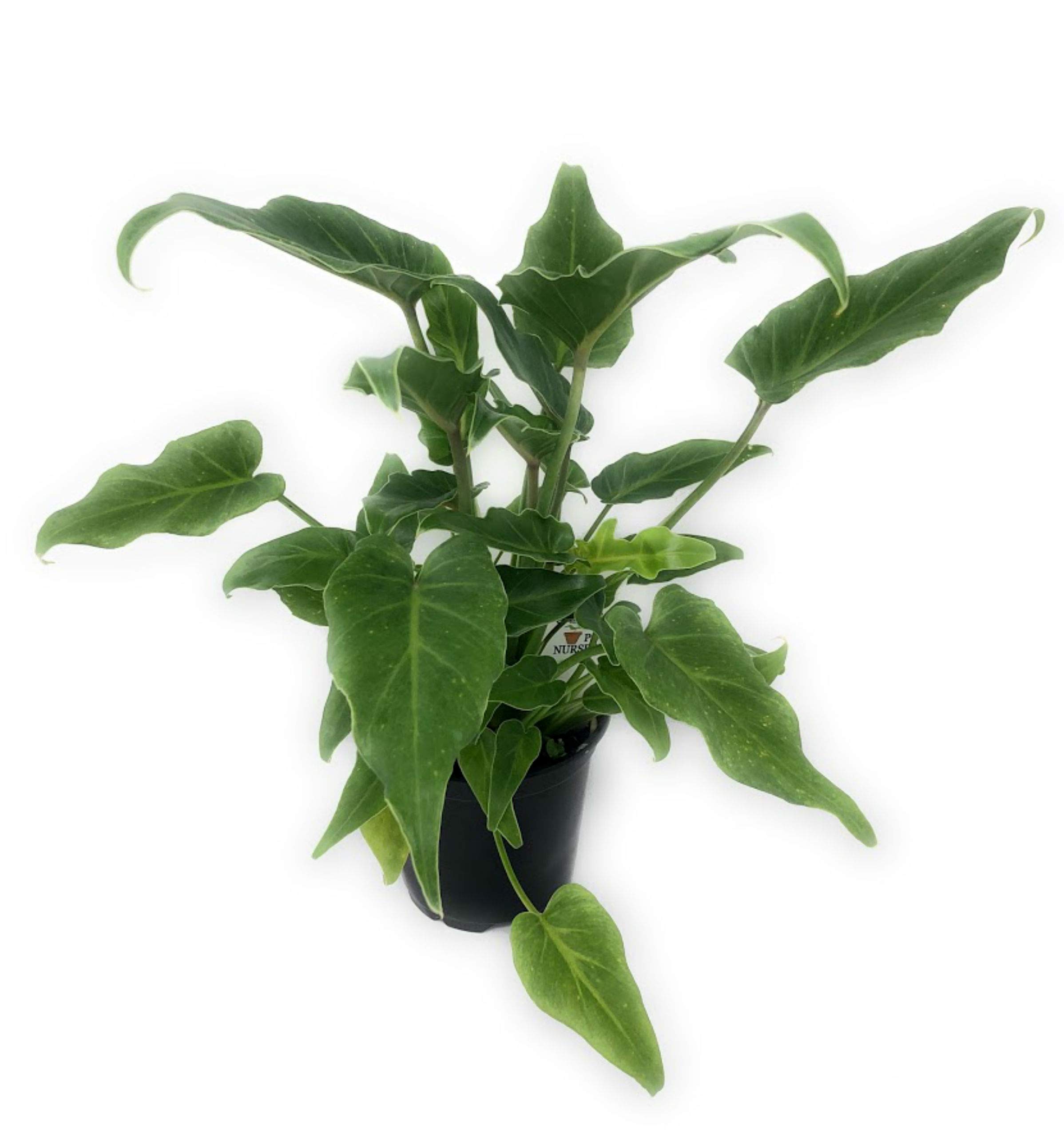 care philodendron hope outdoor Philodendron Hope for Sale