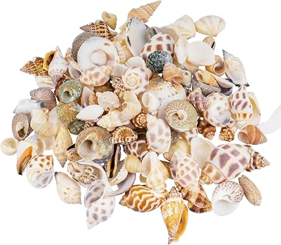500gSea Shells for Crafting, 0.5-3cm Small Sea Shells Mixed Ocean Seashells for Crafts, Seashell Arts and Crafts, Under the Sea Party Decorations Vase Fillers Fish Tank Home Wedding Decorations