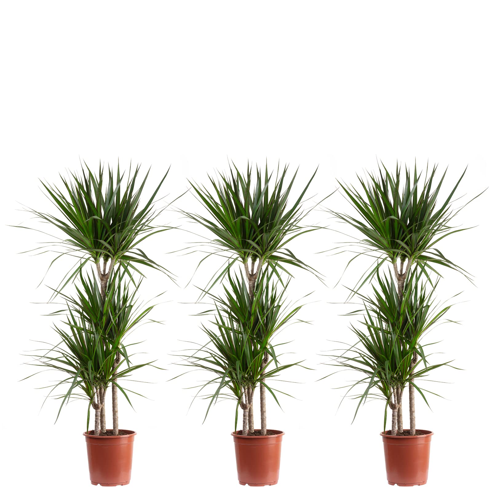 Dracaena Marginata Lot de 3 arbres de dragon droit 3 troncs – Hauteur env. 120 cm – Diamètre du pot : 21 cm