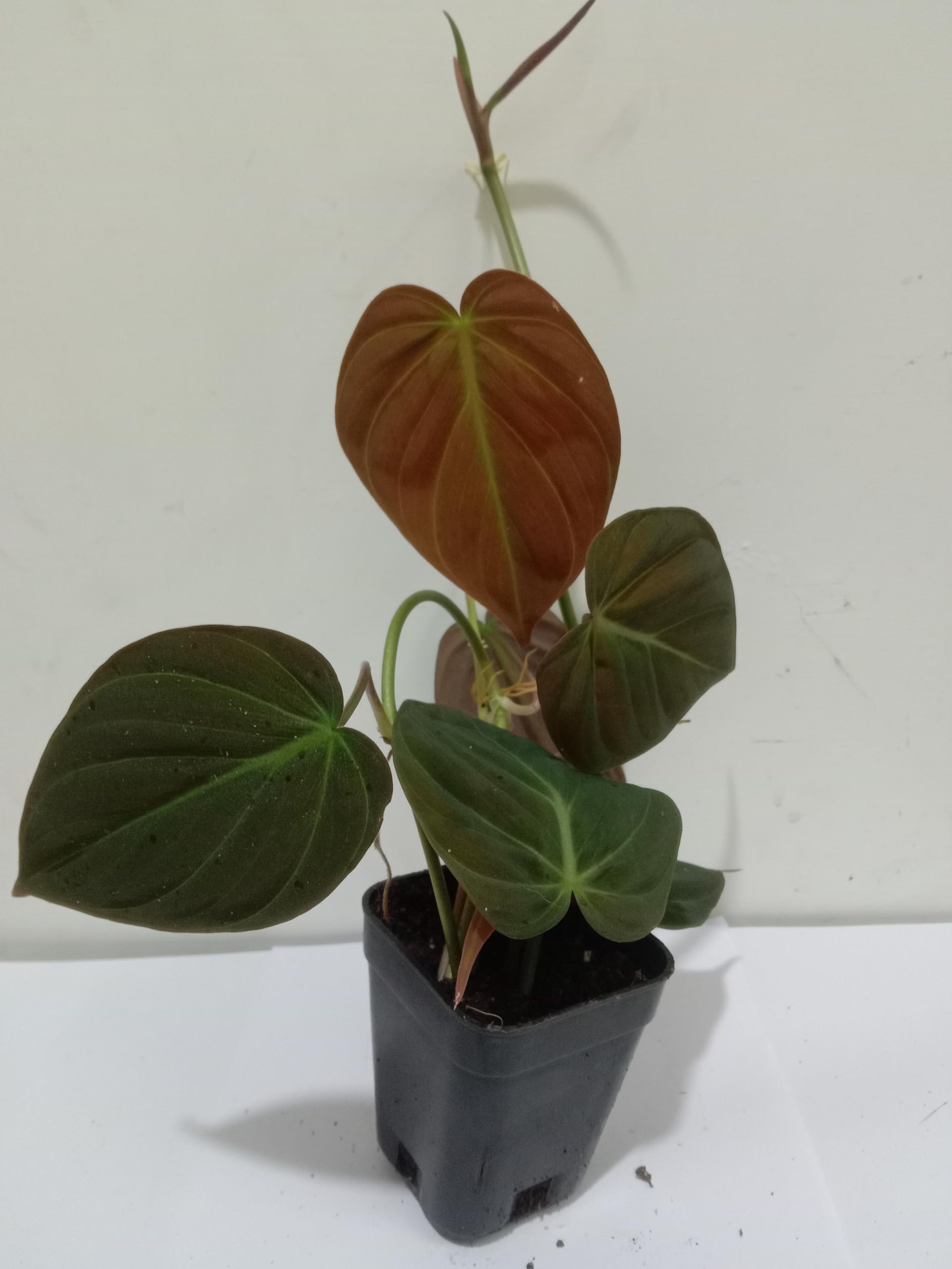 Philodendron Micans Green (B0CNZV2JX3) Amazon Price History, Amazon Price Tracker