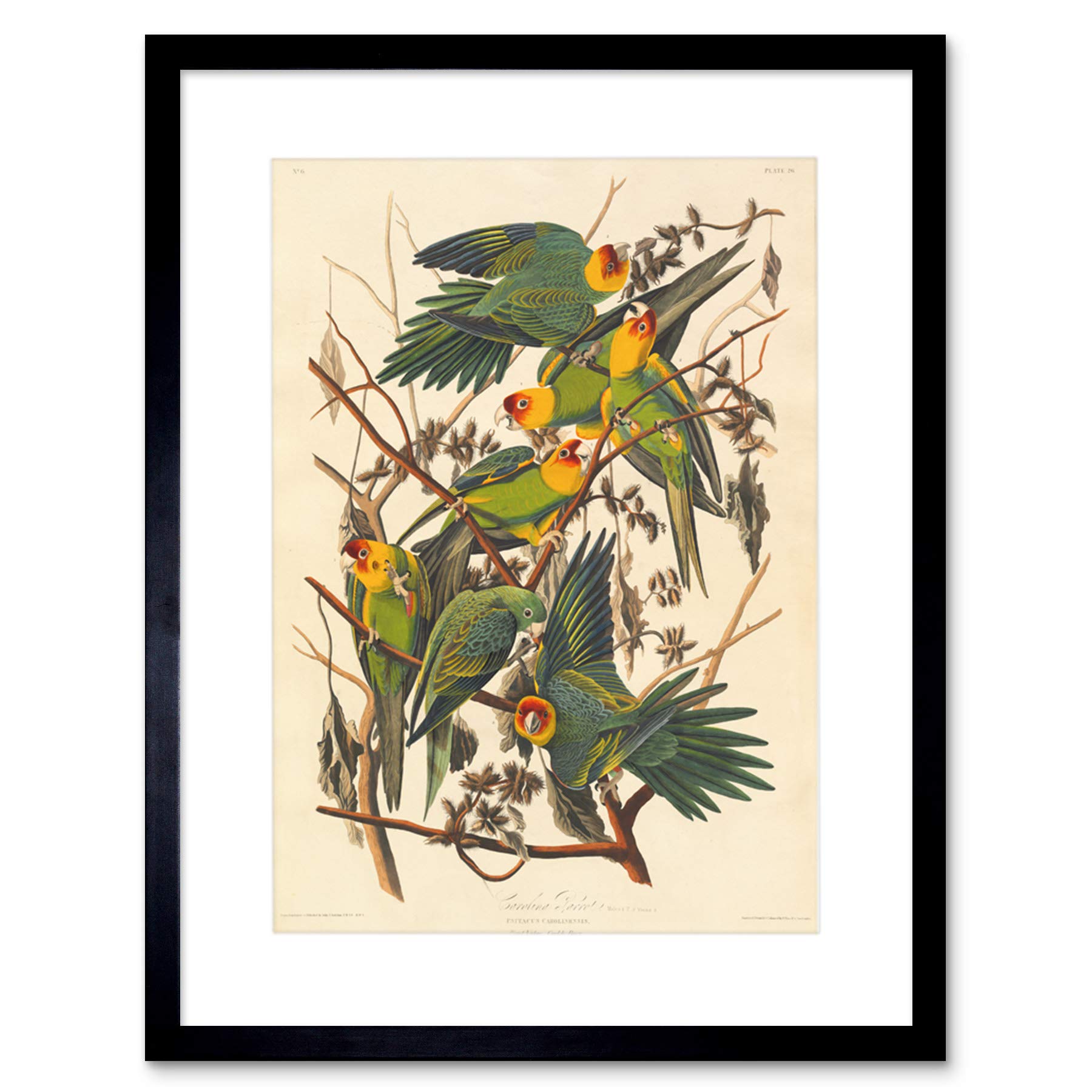 Wee Blue Coo Painting Bird Audubon Carolina Parrot Framed Wall Art Print