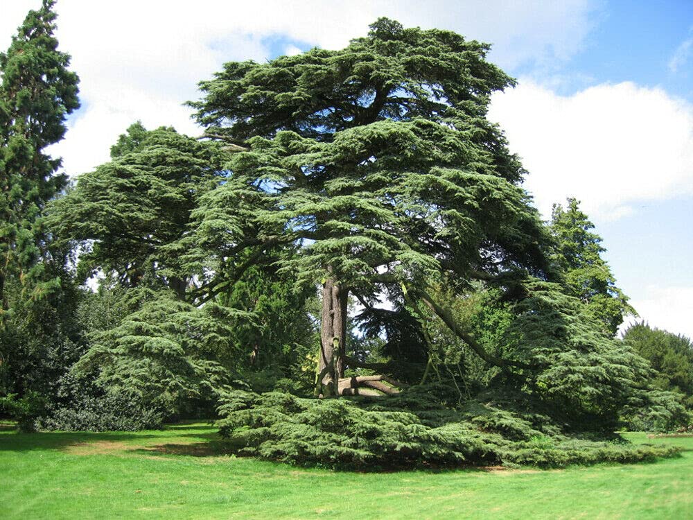 Cedrus Libani Lebanon Cedar Tree Fresh Seeds