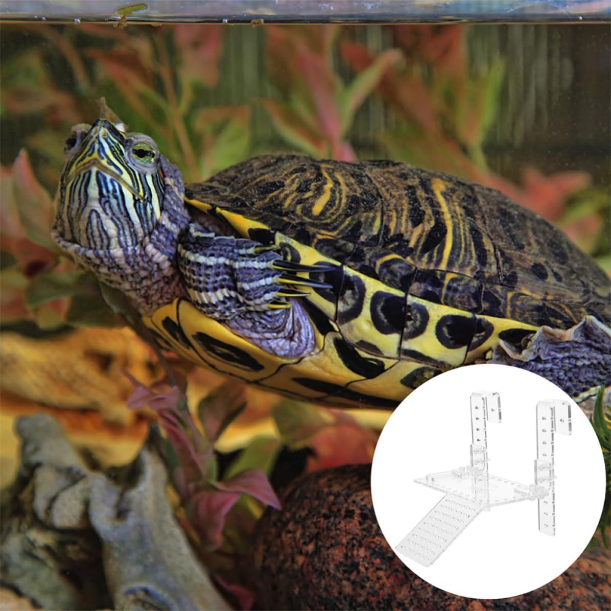 Generic Acrylic Tortoise Basking Platform for Small Reptiles and Lizards with Floating Rest Stand and Climbing Ramp, Fish Tank Decoration for Better Aquarium Display image 4