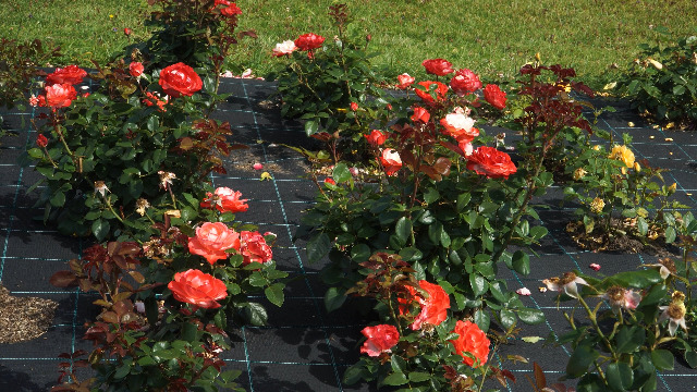 EraGreen Onkruidfolie – 100 G/m², 95x1,25 M, Scheurbestendig, Waterdoorlatend, UV-stabiel, Voor Tuin En Paddock