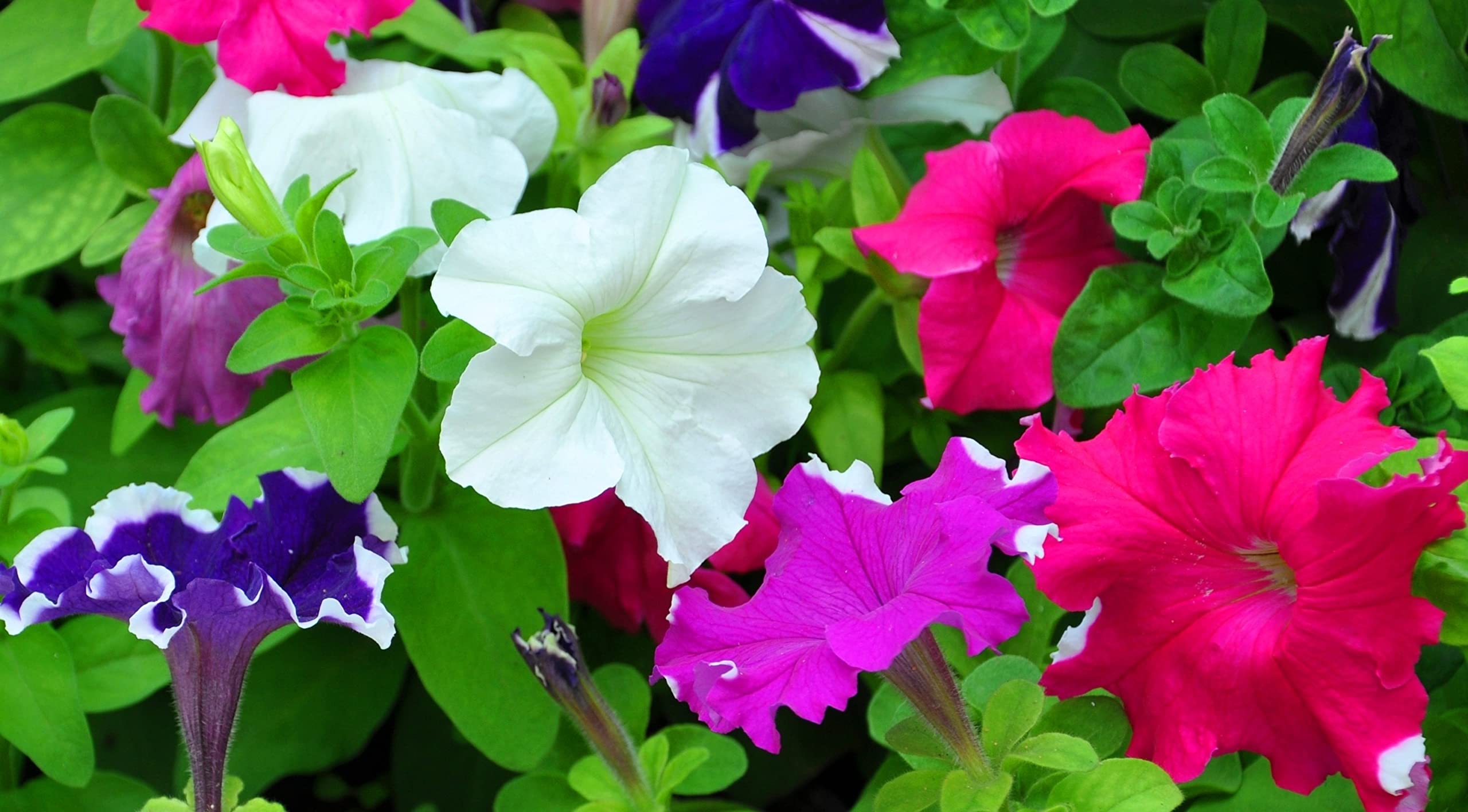 petunia flower seeds hybrid mixed colors petunia double mix flower seeds petunia seeds mix colour hybrid petunia live plant seeds 100% Germination pack of 20 seeds (B0BHNYSZXX) Amazon Price History, Amazon Price Tracker