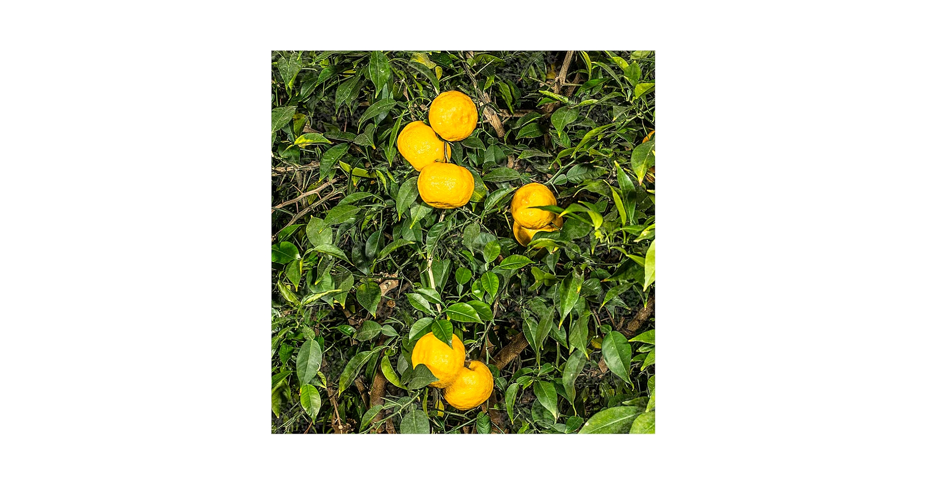 Amazon.com : Yuzu Orange Tree Plant Live Citrus Fruit