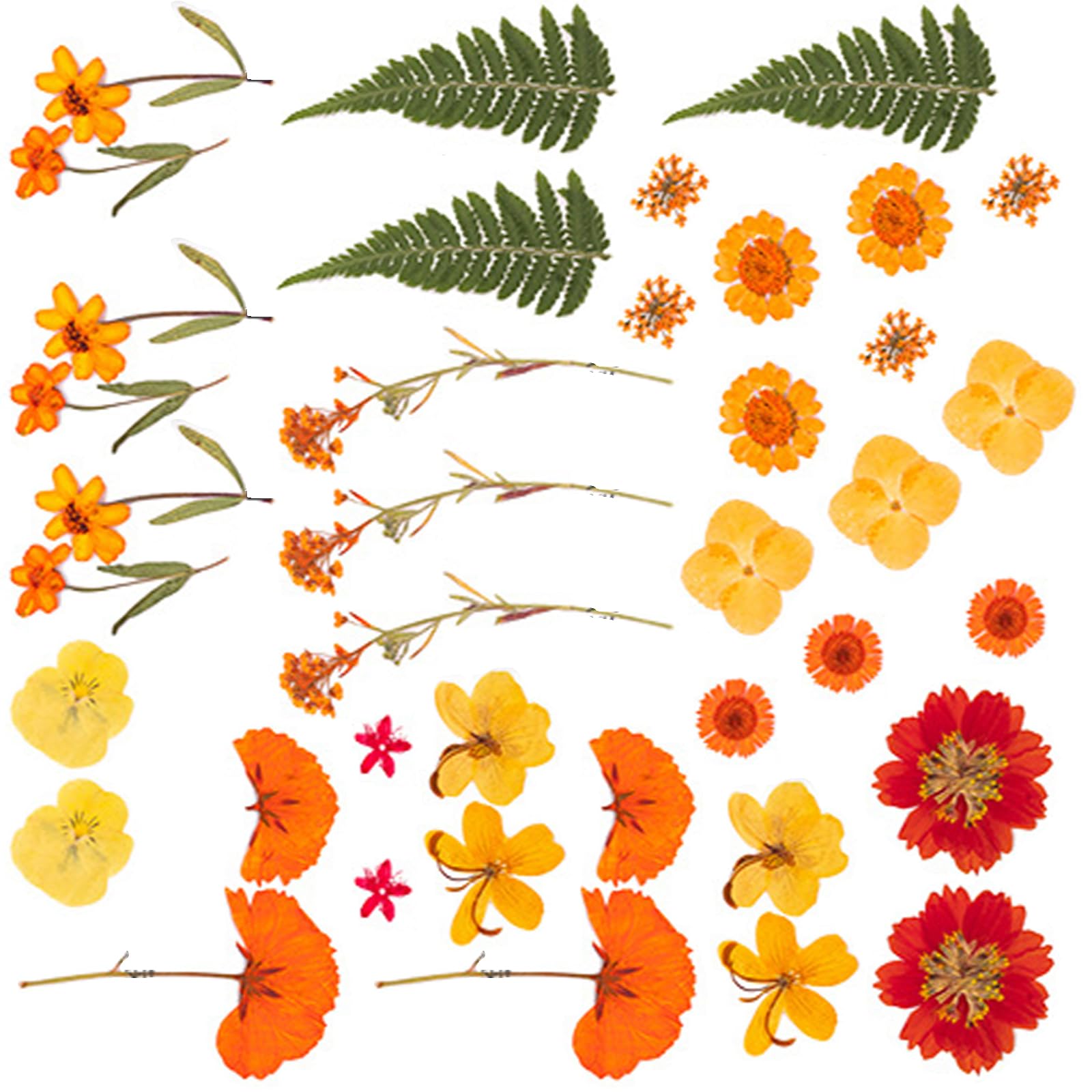 Tsophreniq Natural Pressed Dried Flower Leaves Set for Making Resin Art Craft Bookmarks Jewelry Crafting Scrapbooking Crafting Pressed Flowers for Jewelry