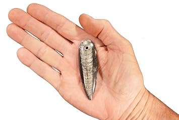 Orthoceras Fossil 1 1/2" Drilled Hole Great for Jewelry