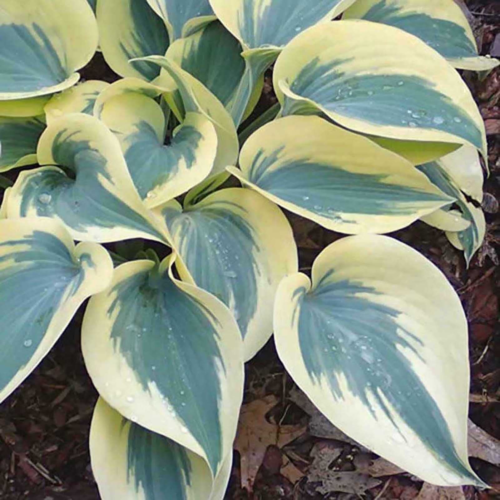 YAYOYO200Pcs Large Pack of Hosta Seeds DIY Home Garden Decorative Plants Mixed Color Hosta Plantaginea Bonsai Seeds Green White Hosta Seeds
