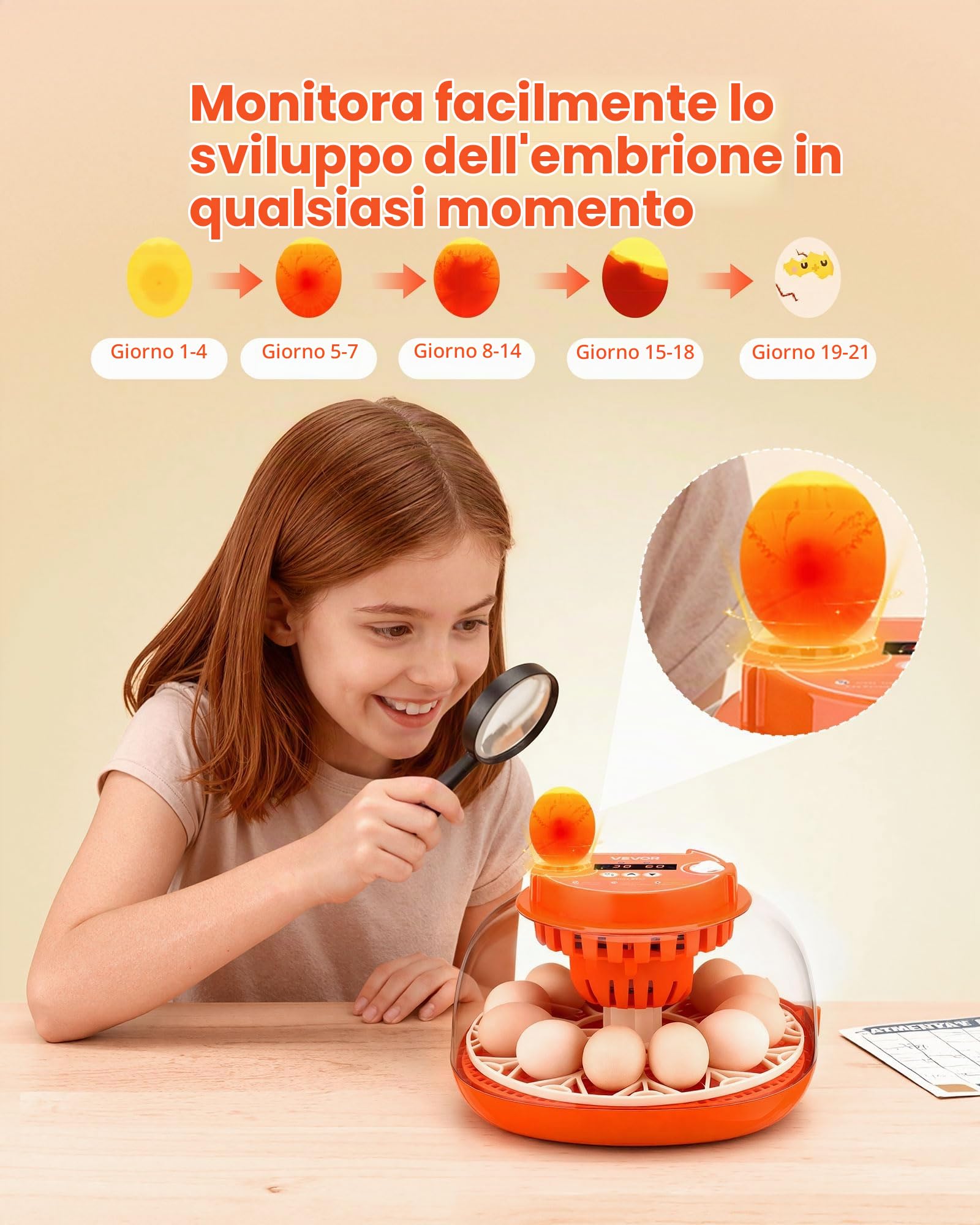 VEVOR Incubatrice da 12 Uova con Candela a LED, Display della Temperatura e Controllo Automatico dell'Umidità, Finestra Trasparente con Vista a 360°, per la Schiusa di Pulcini, Anatre, Oche