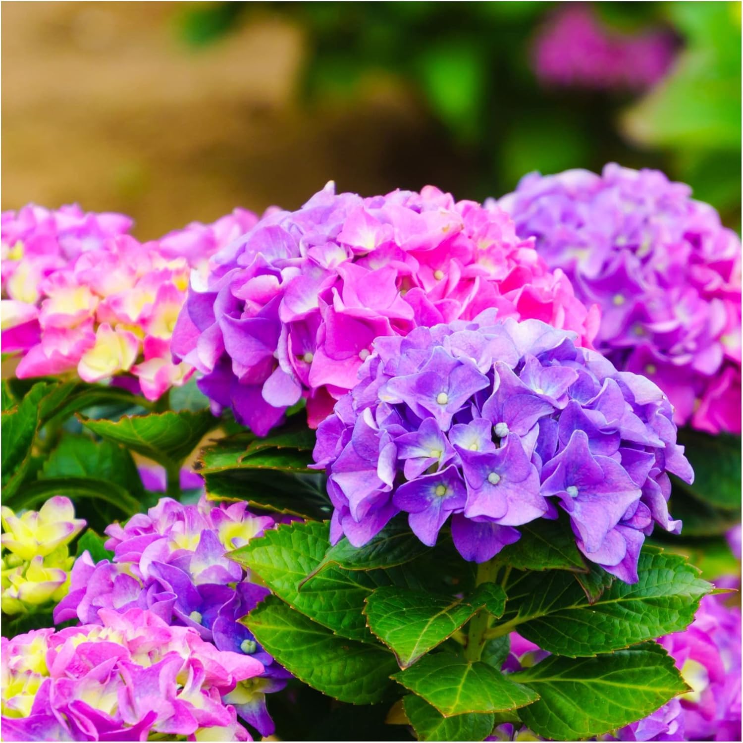 Hydrangea macrophylla Bouquet Rose in 2L Pot, Stunning Pink Flowers 3fatpigsยฎ