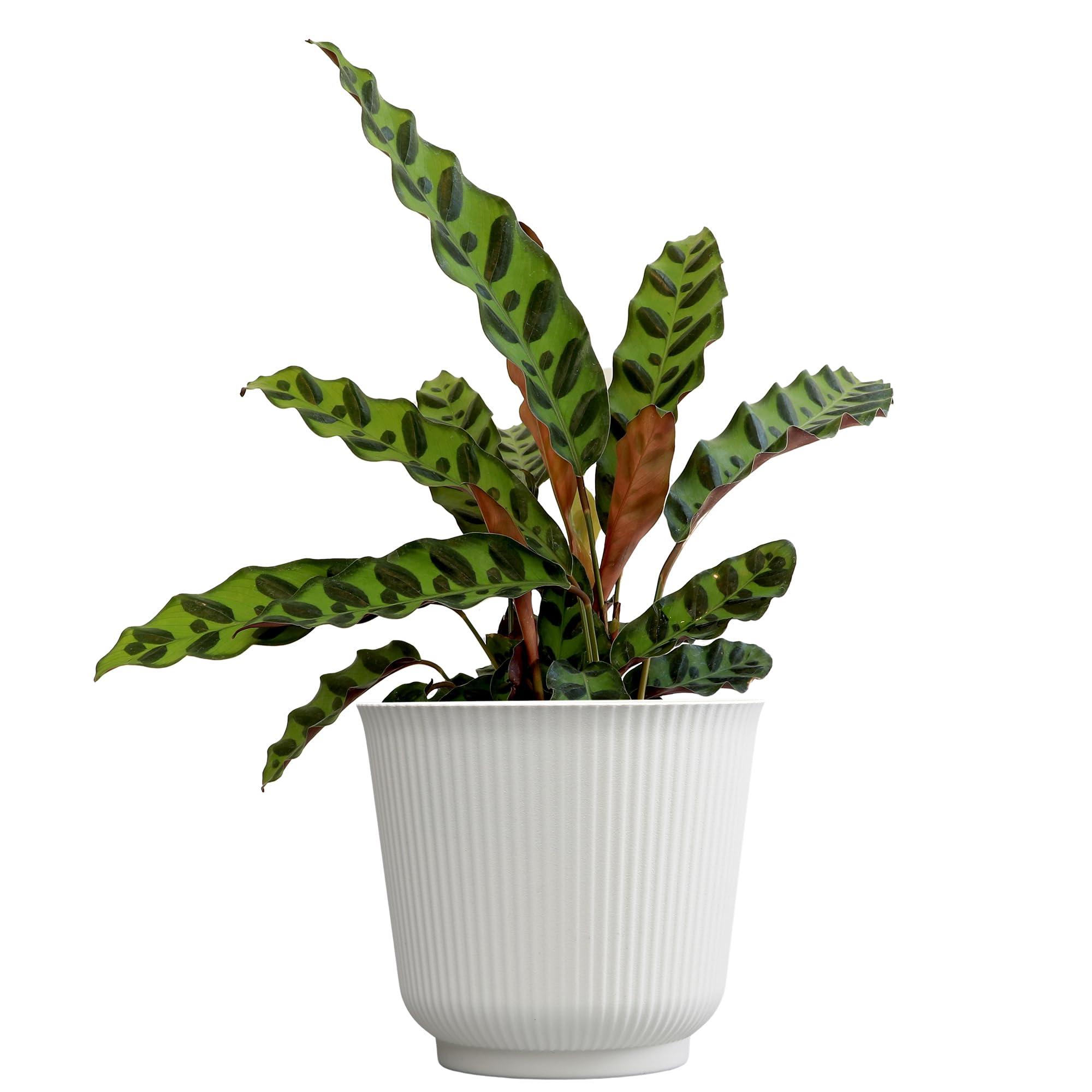 Amazon.com: Plants for Pets Rattlesnake Plant Calathea (Lancifolia), Pet  Friendly Prayer Decor in 6" White Pot, Live Houseplant Gift, Cat Safe,  Decorative Desk House Plants by Plants for Pets : Patio, Lawn