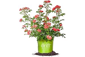 PERFECT PLANTS Drift Rose Live Plant In Vibrant Coral