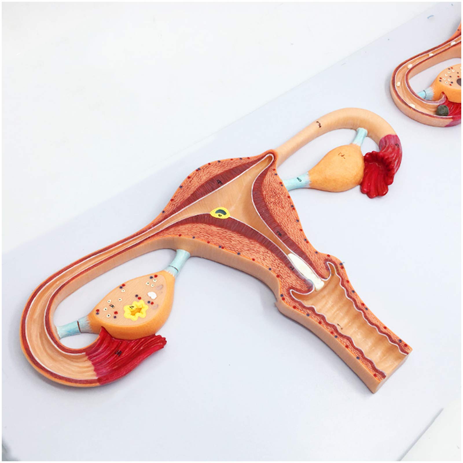 sjdoPulse Anatomy Egg Fertilization Process Model - Female Egg Fertilization Demonstration Model - 2X Enlarged Egg Development Model - for Study Display Teaching Medical Model (A)