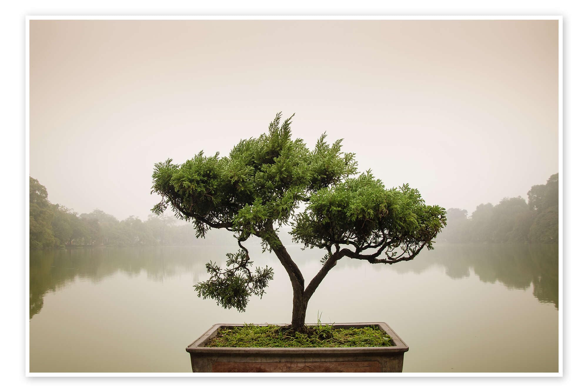 Drzewko bonsai w ogrodzie Zen Plakat