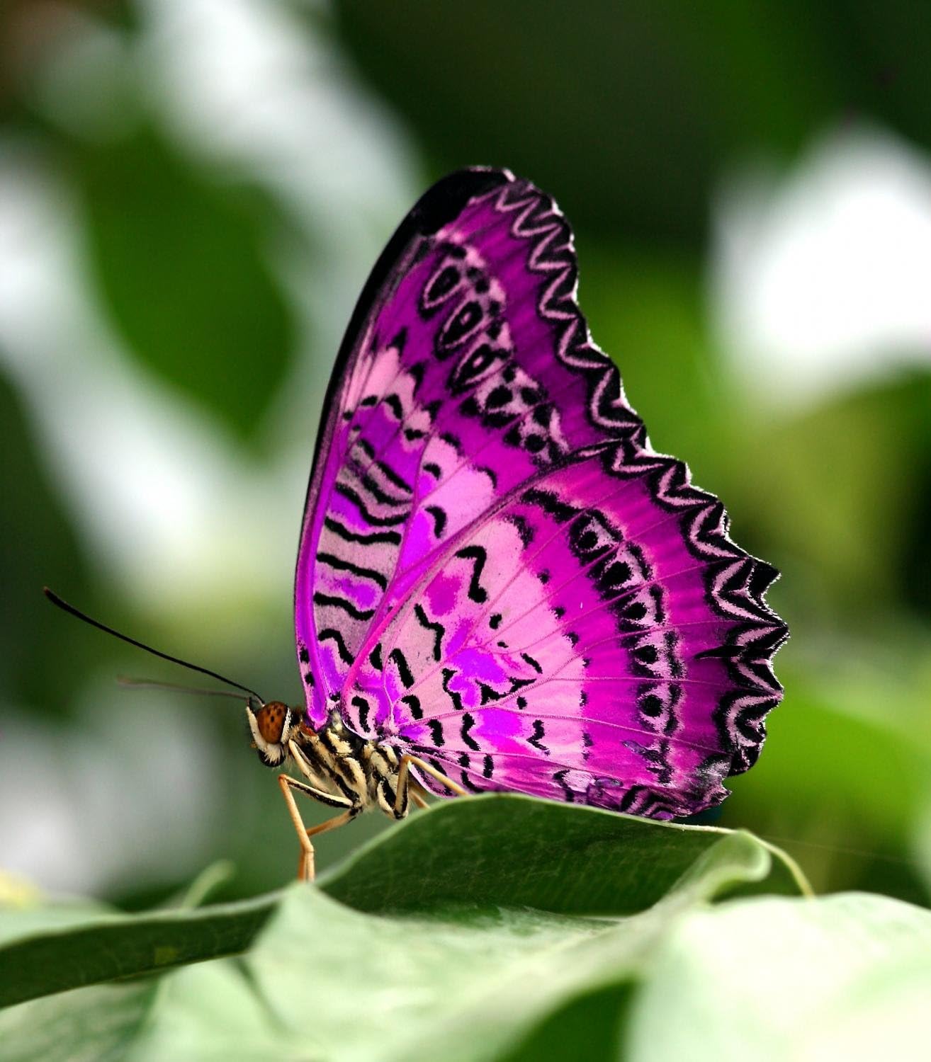 Wallmonkeys WM296831 Pink Butterfly on Leaf Peel and Stick Wall Decals, 24" H x 21" W-Medium