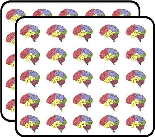 50 unids Cool Simple Color Coded Regions of Anatomical Brain Cartoon Calcomanías 1" Calcomanías Portátil Portátil Teléfono Impermeable Vinilo Moda
