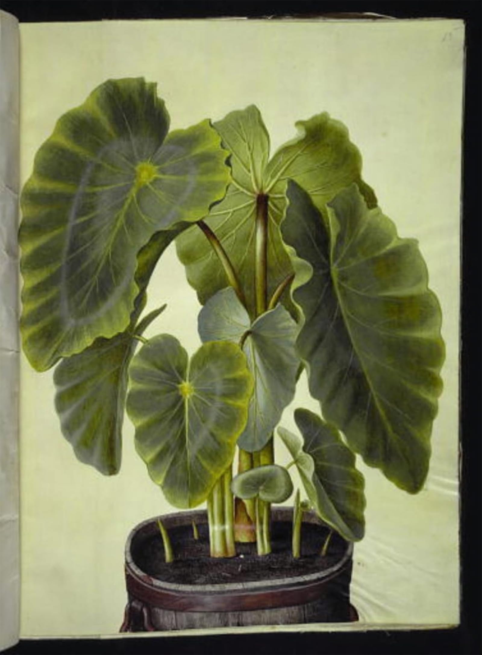ARTXLXXBN Famous Art Print Poster Vintage Wall Art Colocasia Esculenta by Hans Simon Holtzbecker Canvas Art Poster for Home Decor 60x90cm
