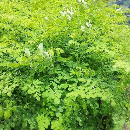 Miniatura 7 de QAUZUY GARDEN 25 semillas de árbol de moringa, semillas de árbol milagro de rábano picante, semillas de árbol de baqueta, semillas sin OMG, alta
