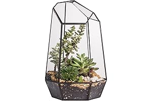 NCYP Glass Terrarium Planter for Carnivorous Plants
