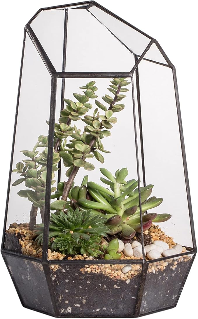 NCYP Geometric Glass Terrarium Planter for Air Plant Succulent Fern 16.5x14.5x25 cm Home