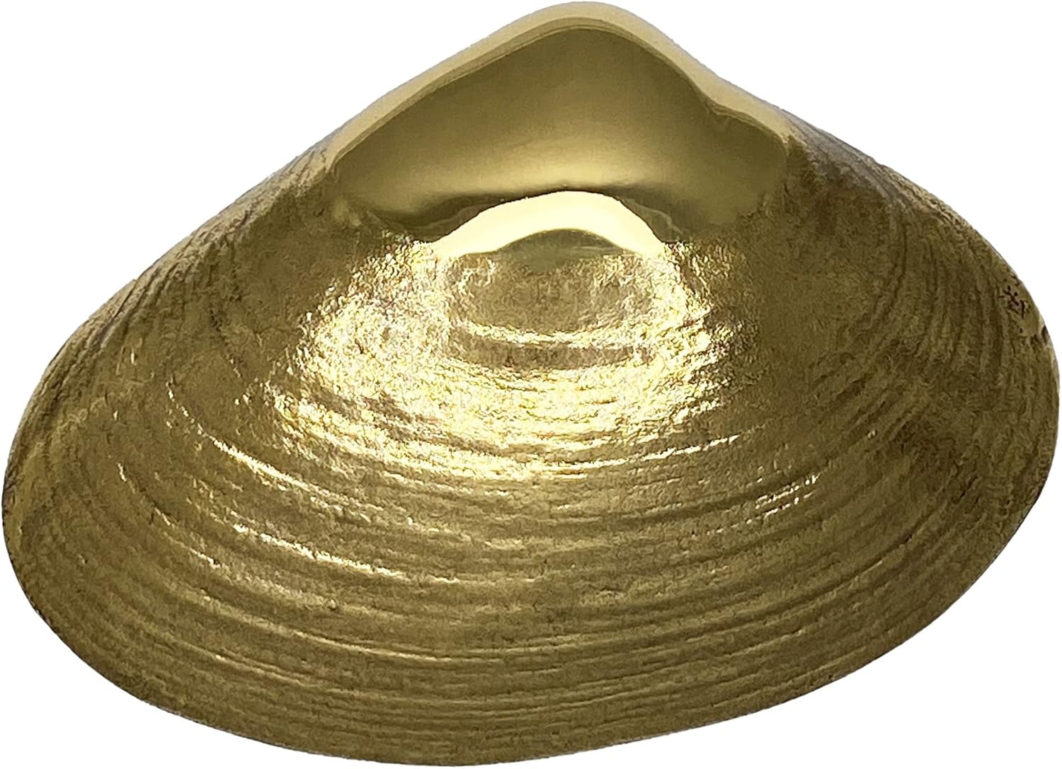Surf Clam Door Knocker - Brass (Premium Size)