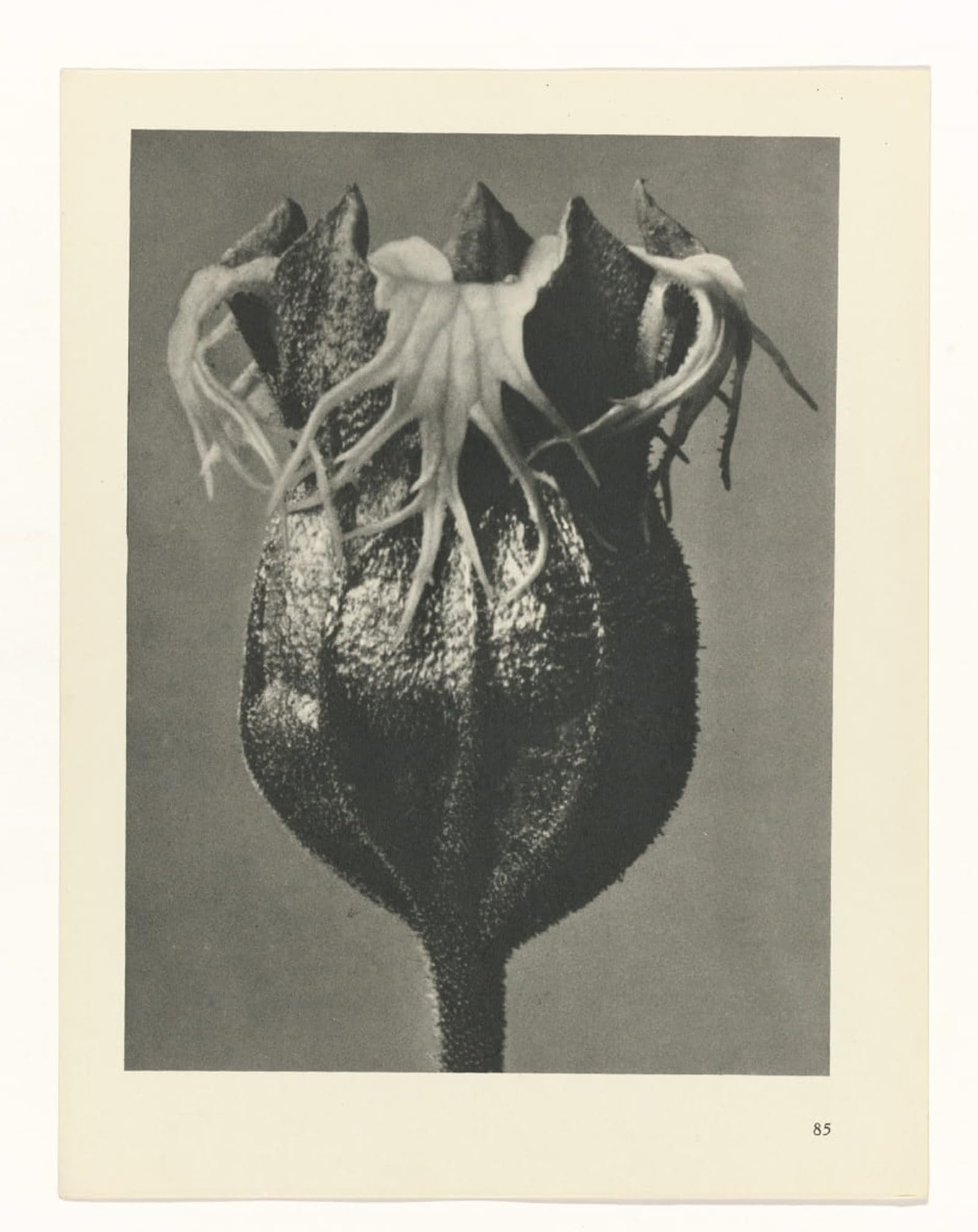 Artxlxxbn No Frame Famous Art Print Poster Vintage Wall Art Botanical Picture Painting Canvas Art By Karl Blossfeldt Canvas Art Poster For Home Decor 60X90cm