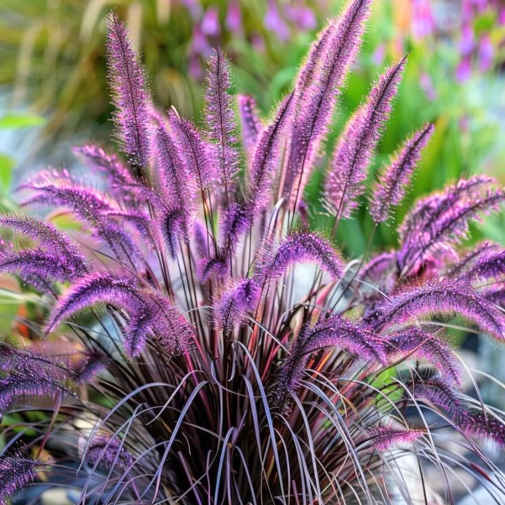 Set 3 Fountain Grass Plants Live Clumps AVERAR