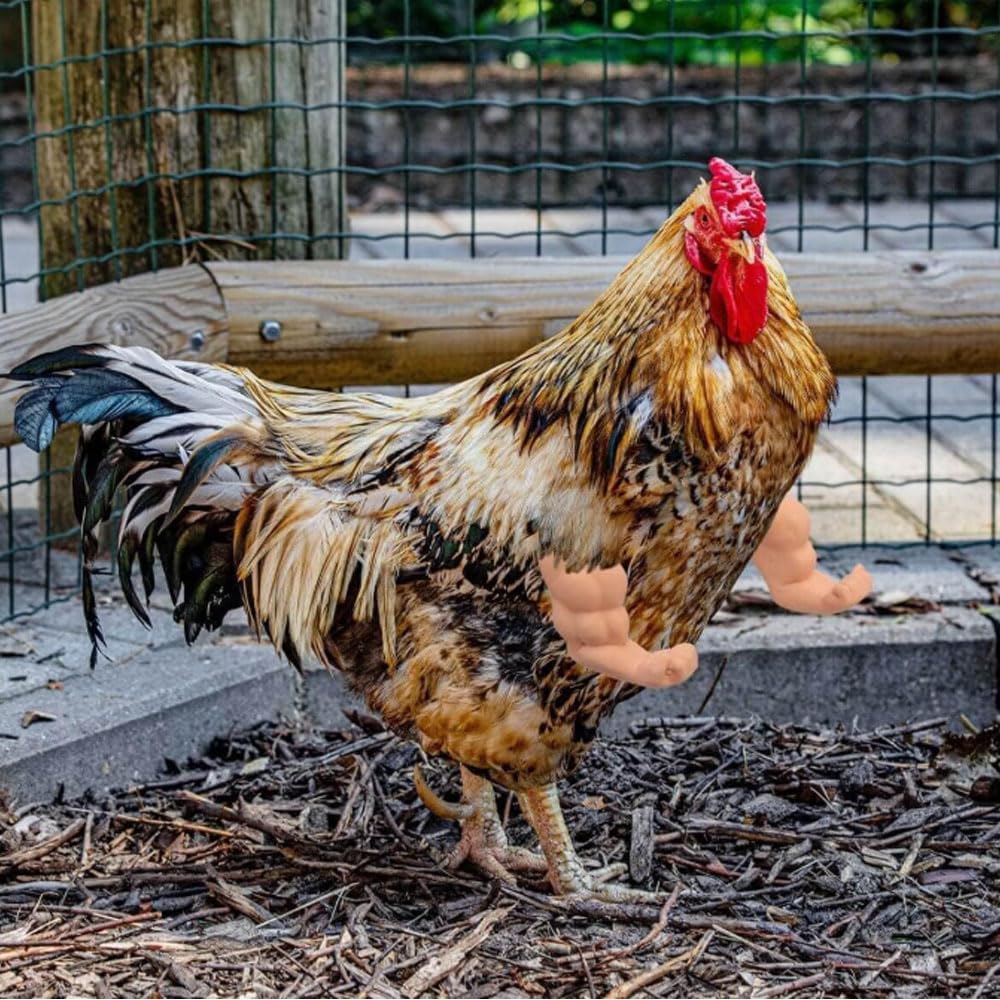 BeNsil 3 Paires de Jouets pour Poulets,Bras Pouvant être Portés sur Les Poulets,Décorations de Membres Antérieurs de Poulet,Accessoires Amusants pour Animaux de Compagnie