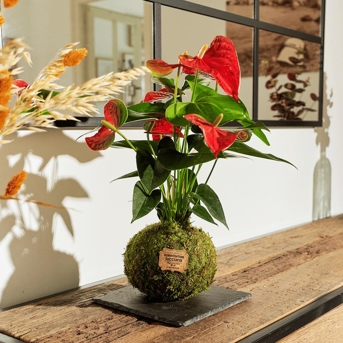 Kokedama Anturio Rojo - Kokedama Interior | Bola de Musgo Vivo | Planta Natural | Planta Interior | Decoración Hogar | Fácil Cuidado y Mantenimiento