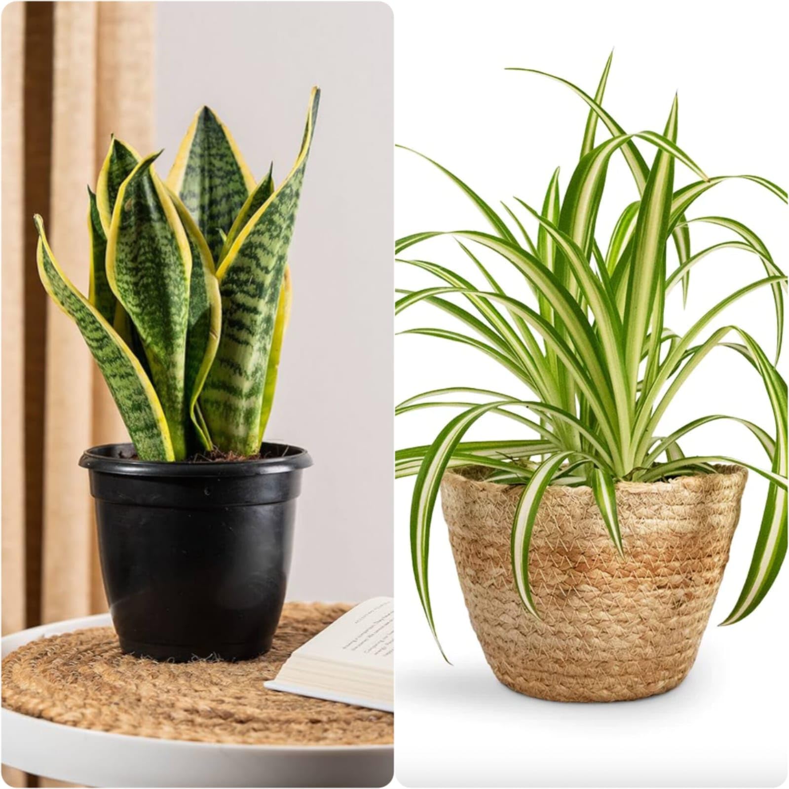 Oxygen trees for home indoor,Home indoor plants for oxygen trees,Snake plant,Spider plant (Pack of 2) (B0CWDDGM2H) Amazon Price History, Amazon Price Tracker