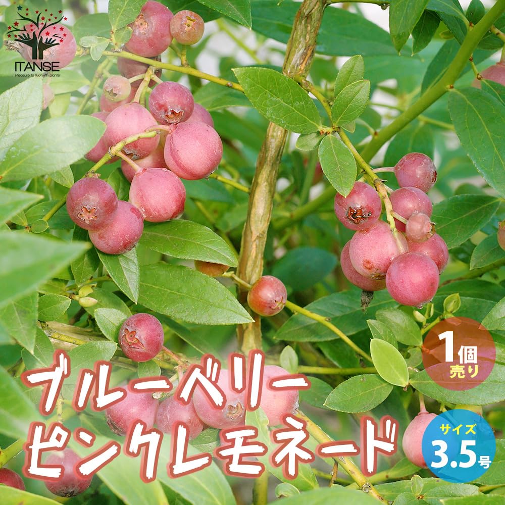 Amazon.co.jp: ブルーベリー ピンクレモネード 3.5号ポット 1個