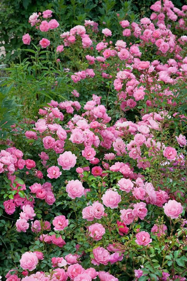 Rosa 'Sommerwind' – Winterhart, Mehrjährig, Pflegeleicht – Beetrose – Beetpflanze für Garten & Rabatte
