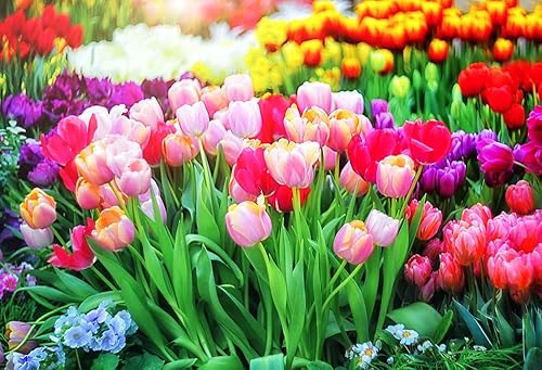 20 bulbos de tulipanes de colores mixtos para plantar, fáciles de cultivar, fabricados en Estados Unidos, se envía desde Iowa